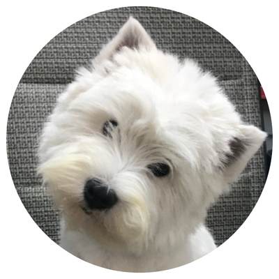 west highland white terrier