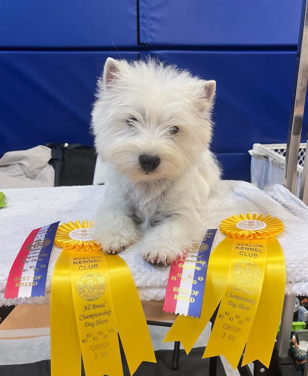 6ddfbc4c 75e0 4ad7 Ad80 Ede177f262b6